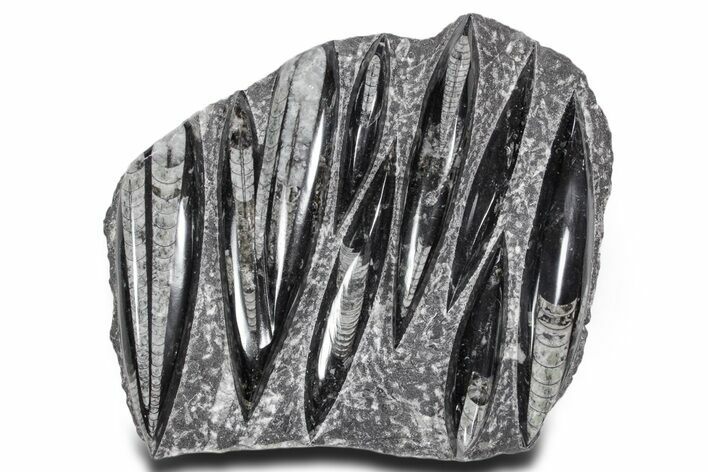Polished Fossil Orthoceras (Cephalopod) Plate - Morocco #359569